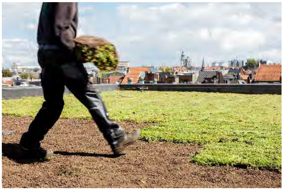 Installation step 7 vegetation